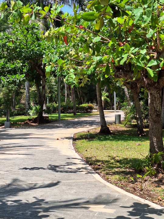 Gartenanlage Hotel Riu Tequila