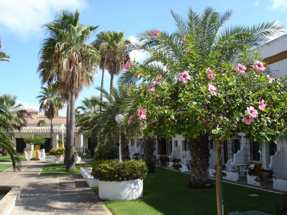 Schöner Palmenbewachsener Patio Hotel Playa de la Luz