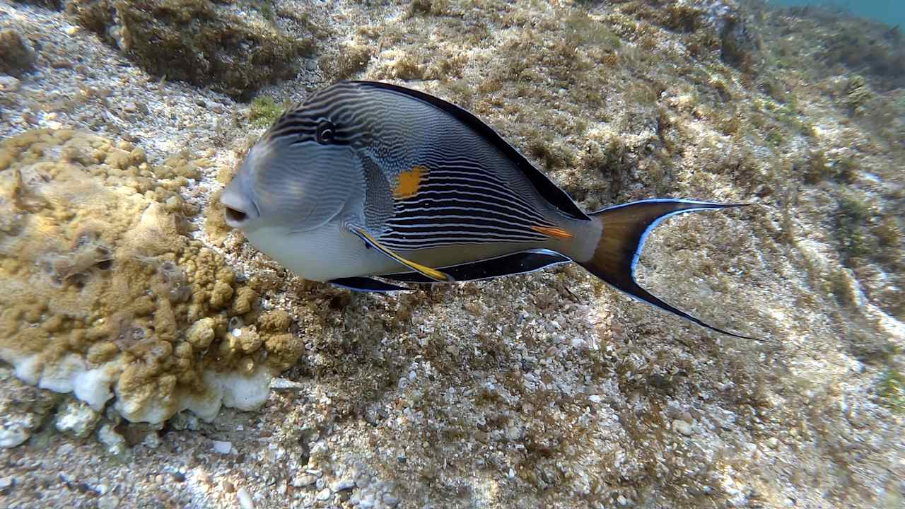 Strand Coral Sun Beach