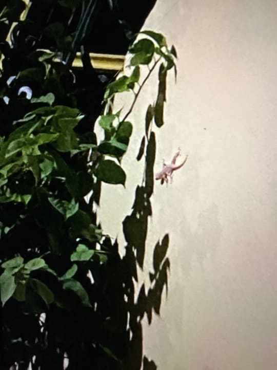 Außenansicht Lotus Bay Beach Resort