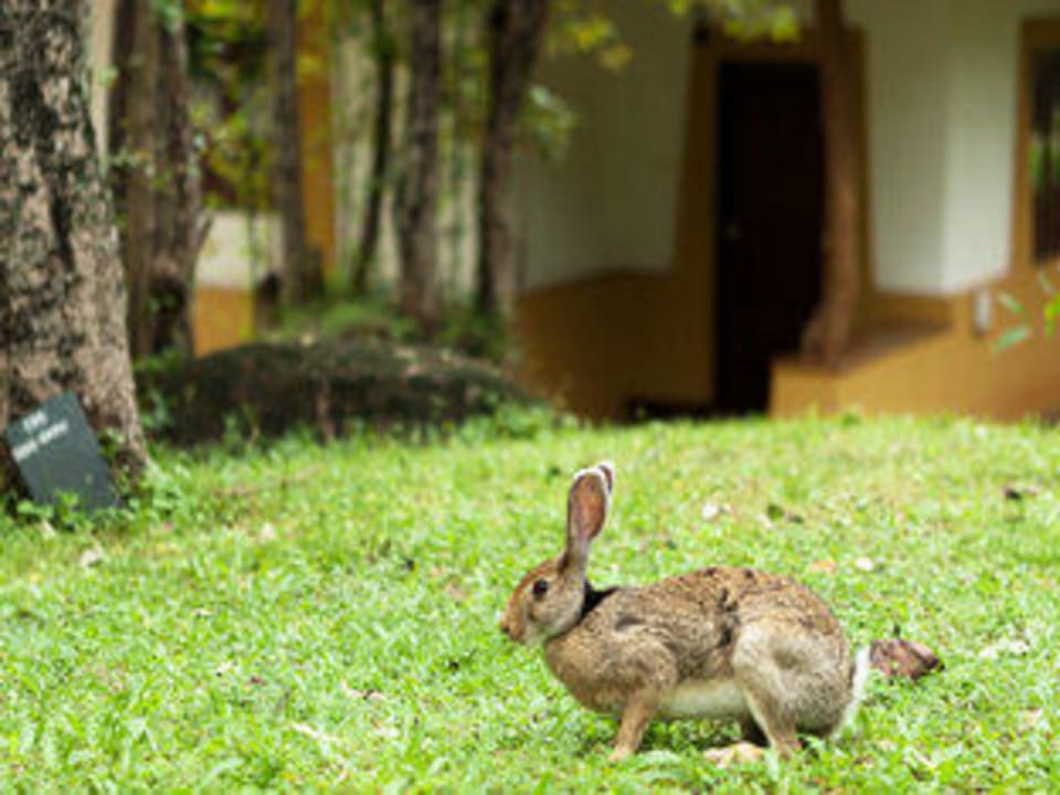 Exterior gardens Hotel Amaya Lake