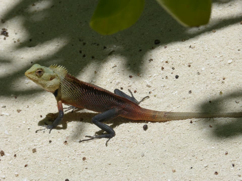 Strand Summer Island Maldives