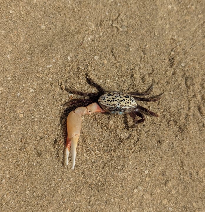 Strand Casa Mare Resort