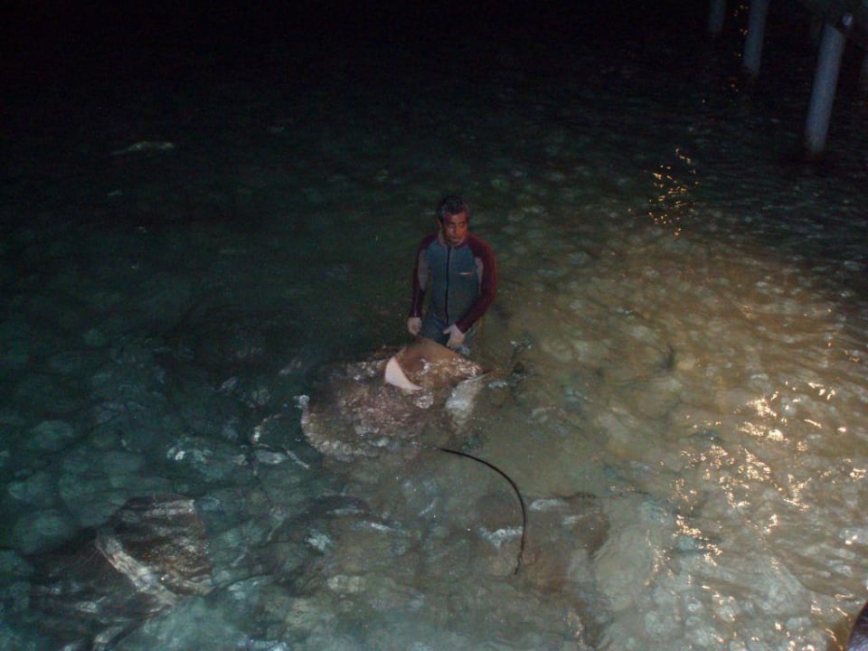 Rochenfütterung Kuramathi Maldives