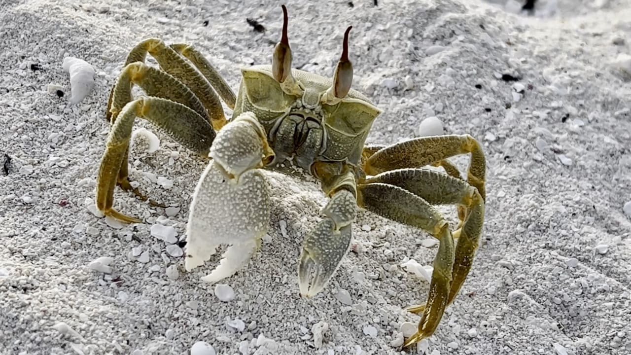 Strand NH Collection Maldives Havodda Resort
