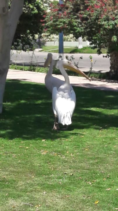 Gartenanlage Sindbad Club