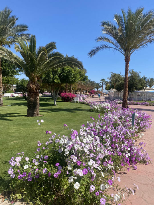 Gartenanlage Desert Rose