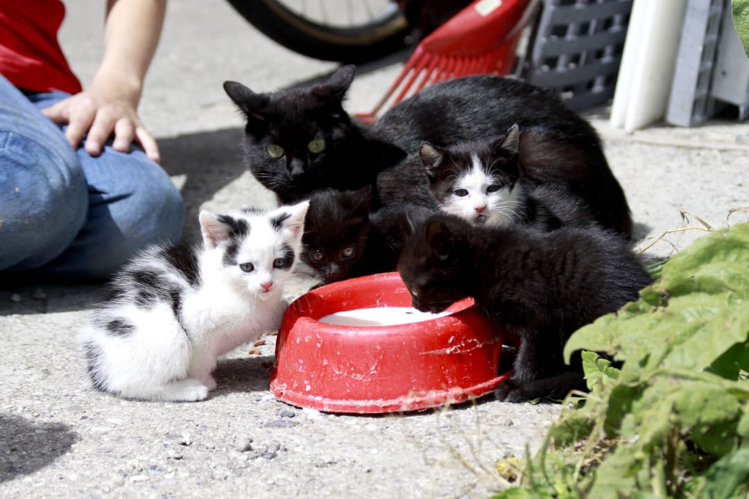 Streicheltiere Kittelhof