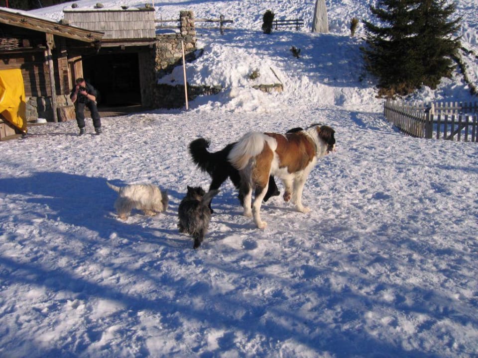 Spielstunde Hotel Müllneralm - das Hundeparadies