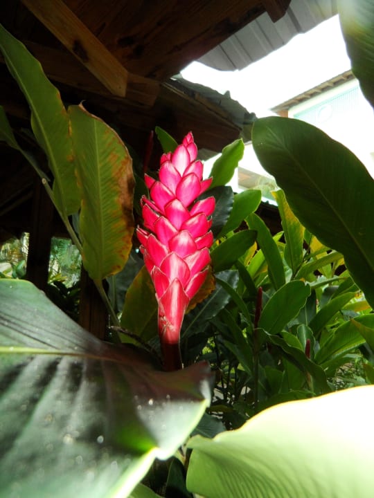 Blüte Dreams La Romana Resort & Spa