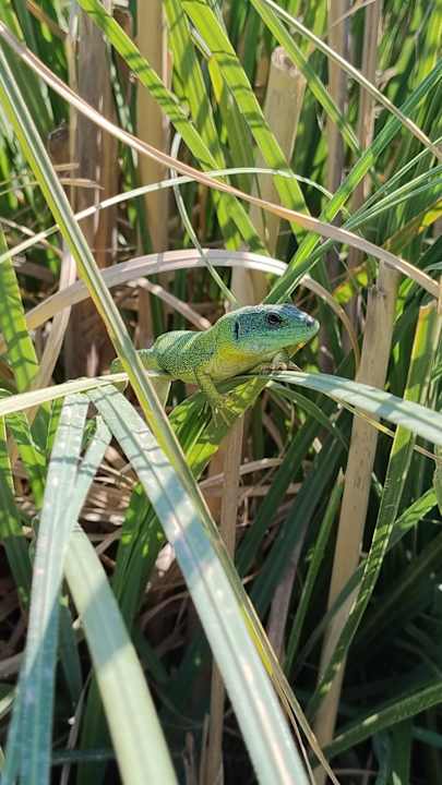 Gartenanlage Orpheas Resort - Adults Only