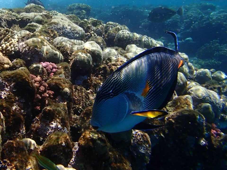 ................. Malikia Resort Abu Dabbab