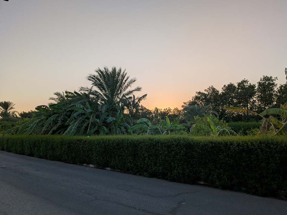 Gartenanlage Desert Rose