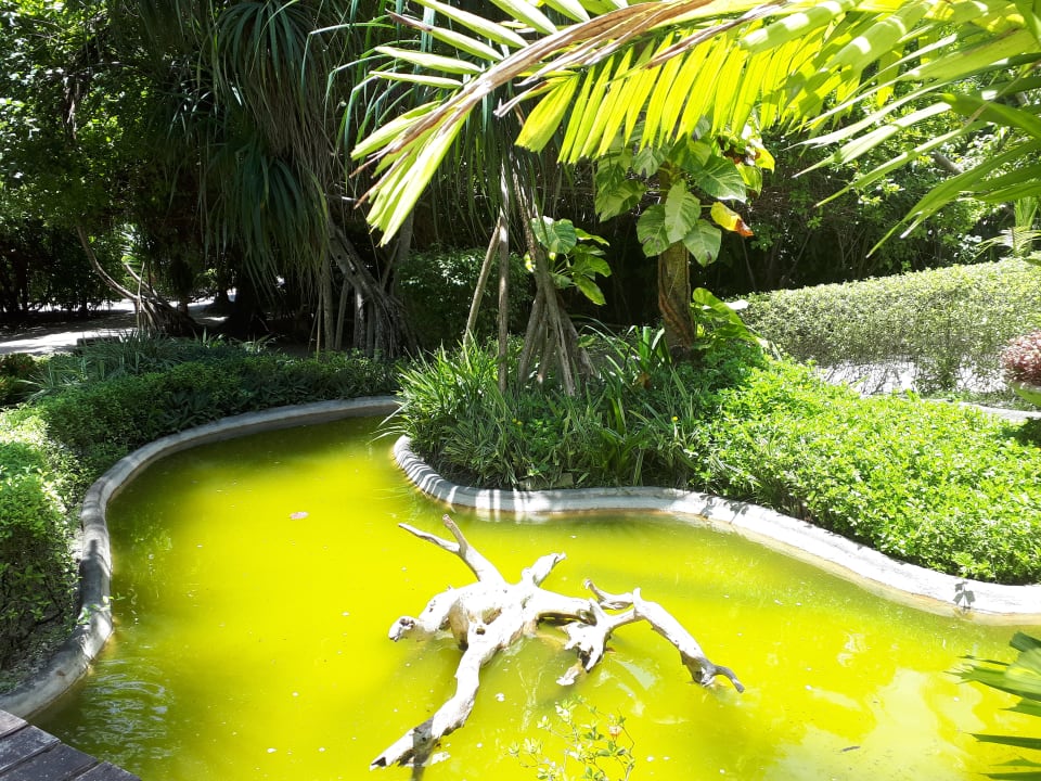 Gartenanlage Adaaran Select Meedhupparu Island Resort - Premium All Inclusive