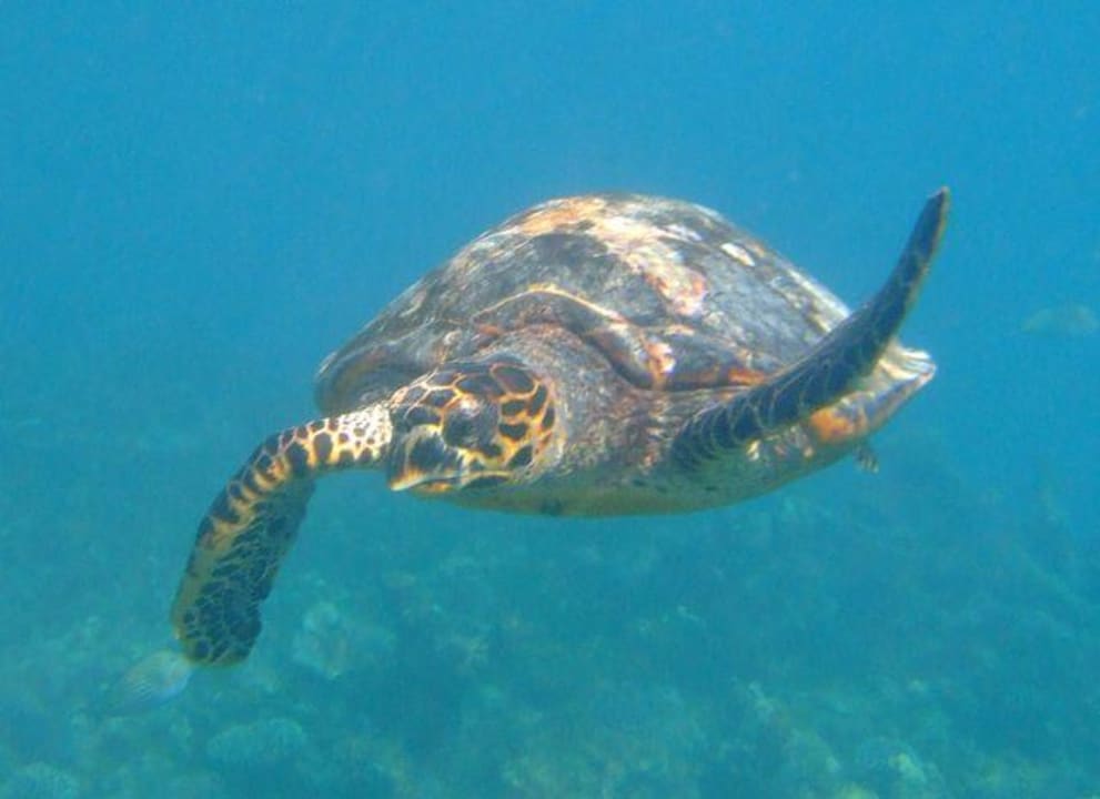 Schildkröte Summer Island Maldives