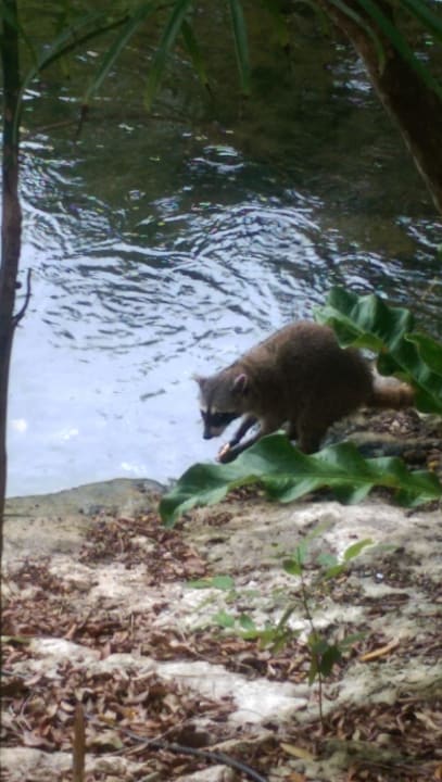 Nico der Waschbär  Catalonia Royal Tulum Beach & Spa Resort - Adults only