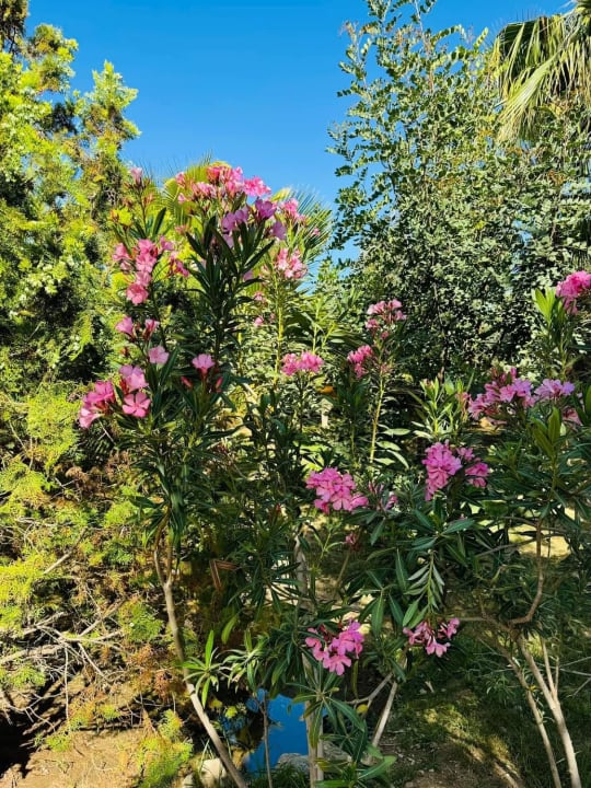 Gartenanlage Seaden Sea World Resort & Spa