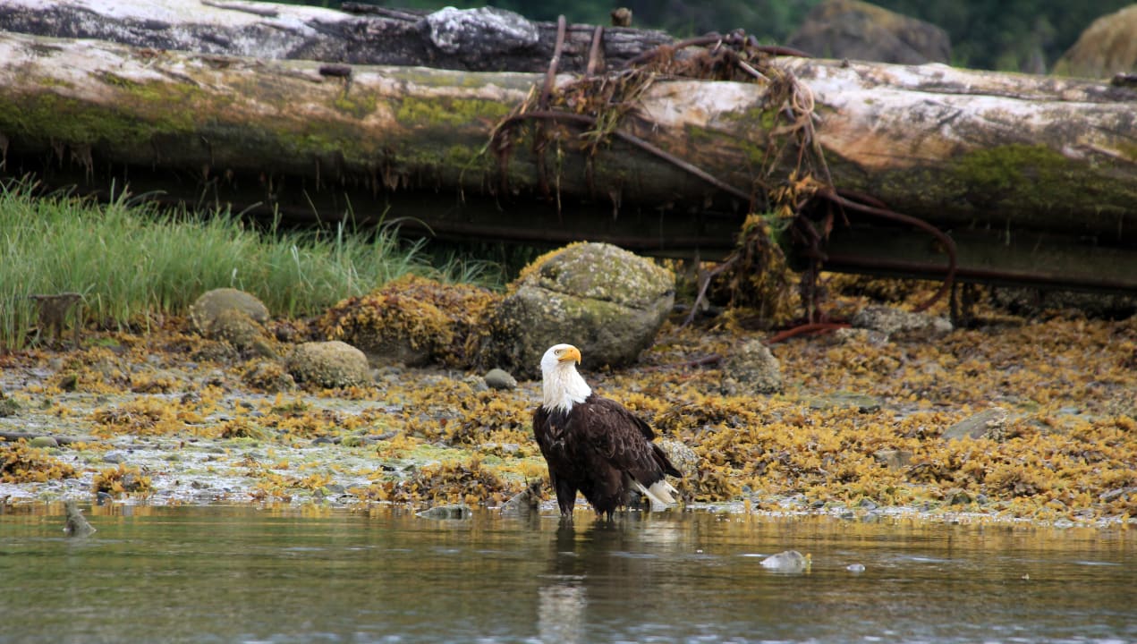 Sport & Freizeit Hotel Knight Inlet Lodge