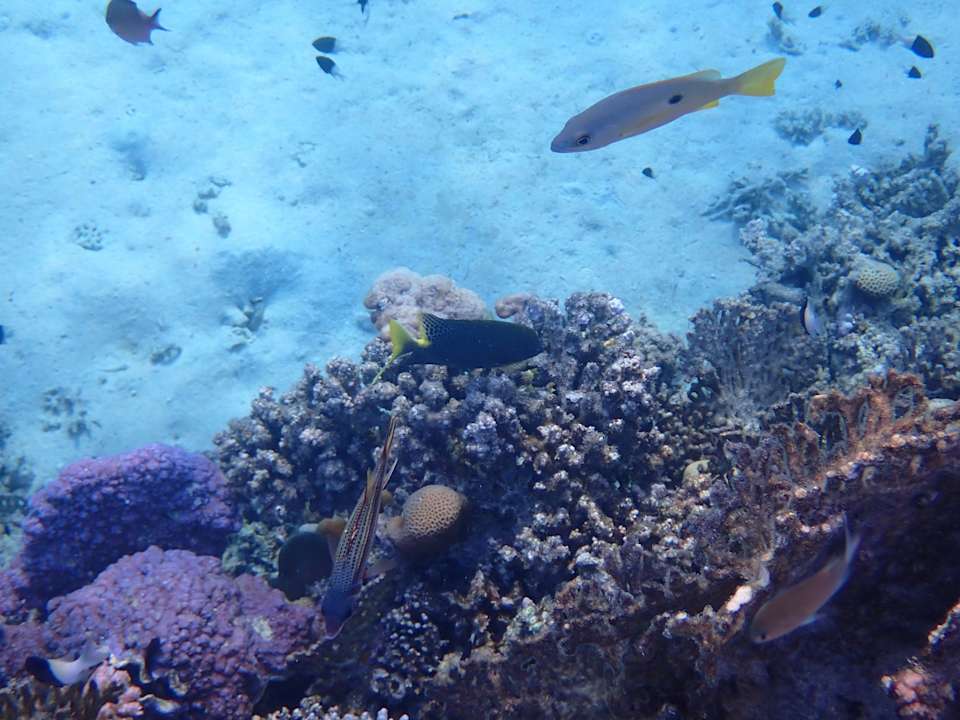 Strand Malikia Resort Abu Dabbab