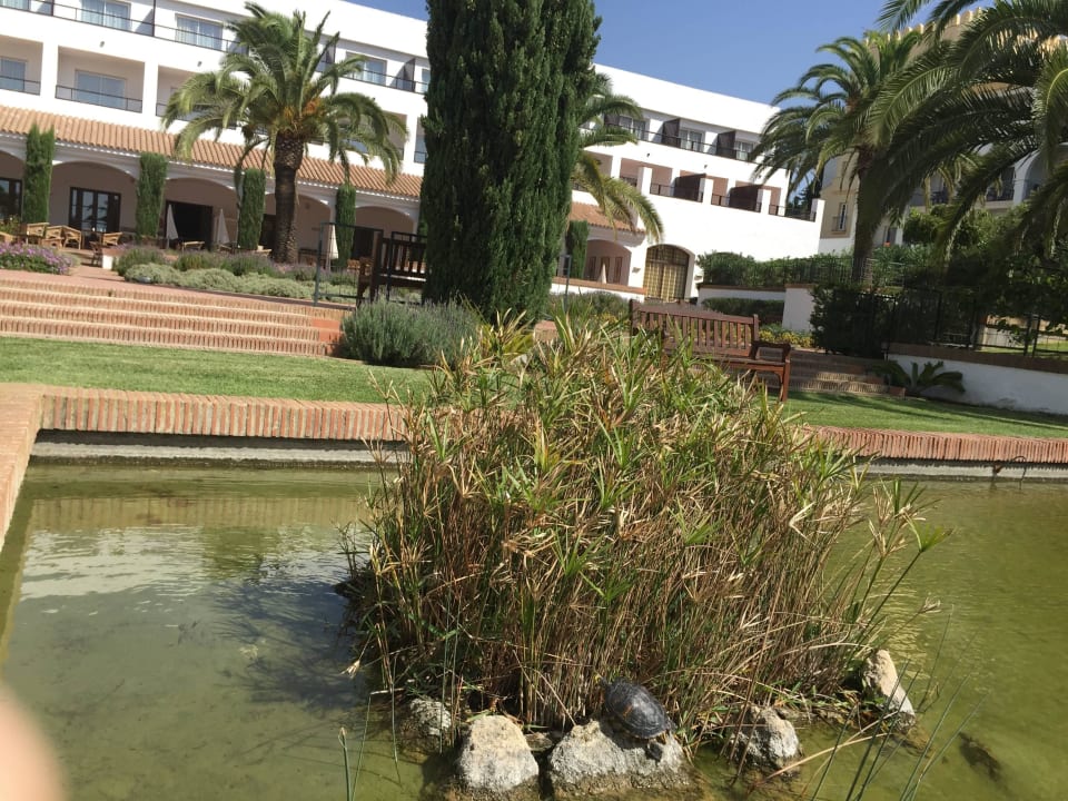Naturteich und Frühstücksterasse im Hintergrund Fuerte Conil-Resort