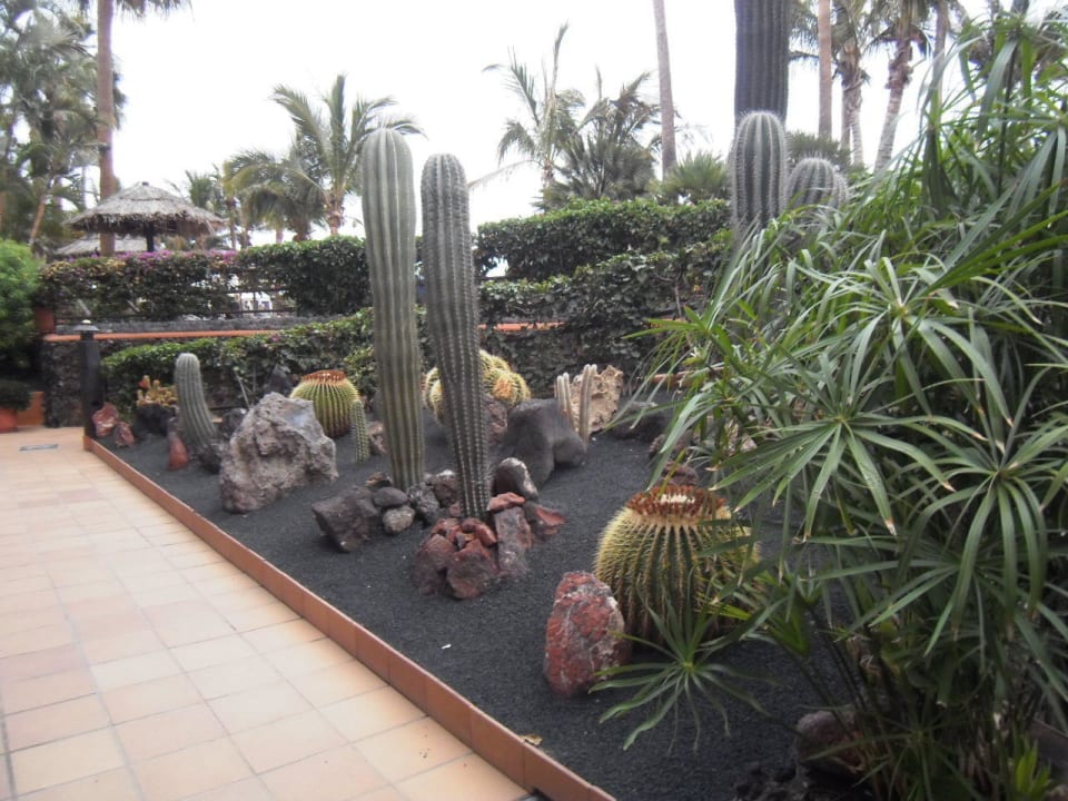 Der Kakteengarten hinter dem Hotel IFA Altamarena by Lopesan Hotels