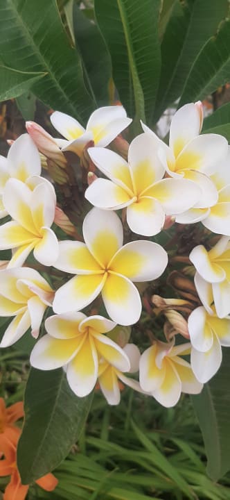 Gartenanlage Steigenberger Resort Ras Soma