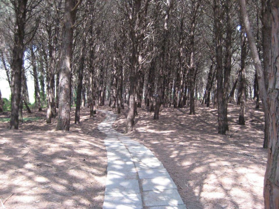 Der Weg zum Strand Hotel Le Palme