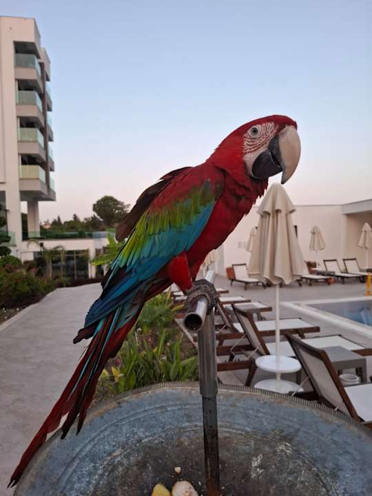 Pool Süral Saray Hotel