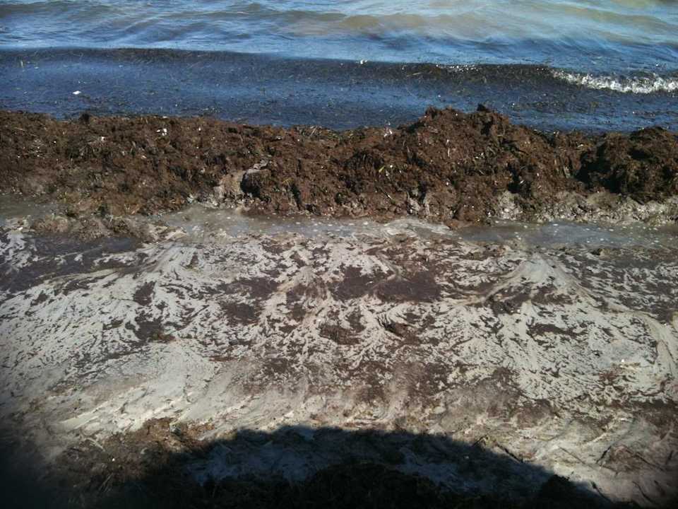 Algendreck jeden Tag Hotel Rosa Beach