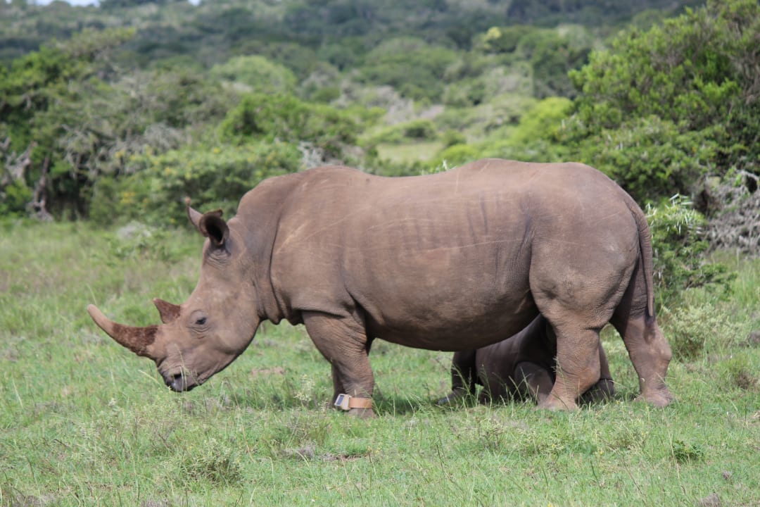 Sport & Freizeit Safari Lodge- Amakhala Game Reserve