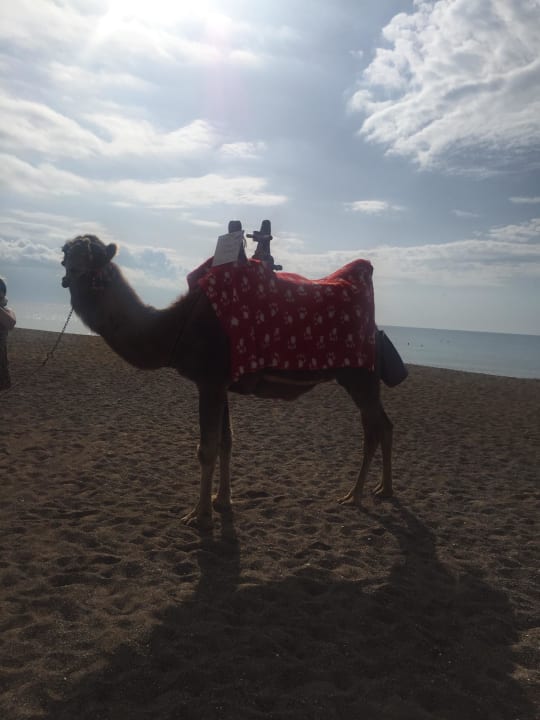 Strand Fame Residence Lara & Spa