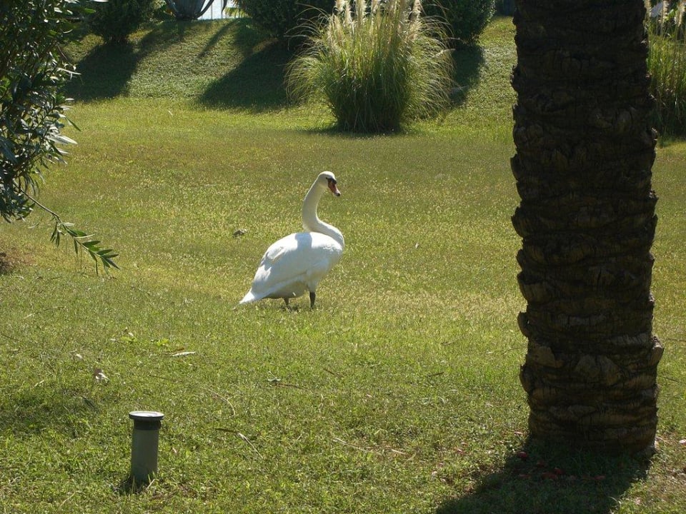 Schwäne IC Hotels Green Palace