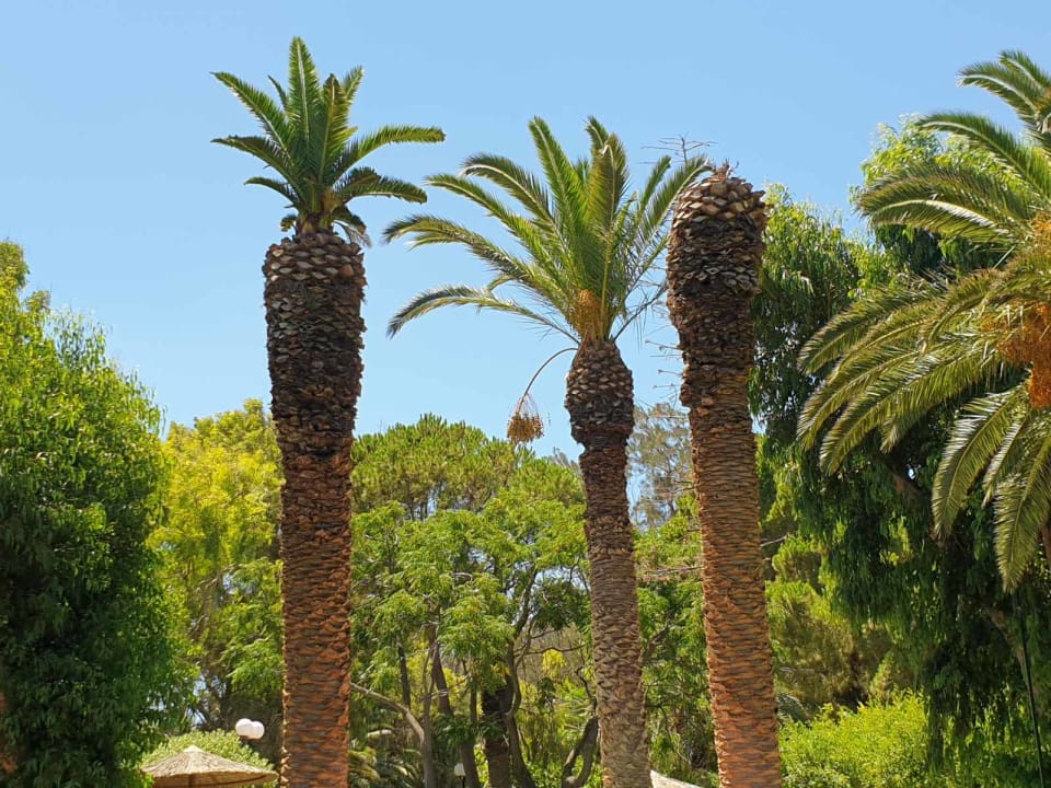 Gartenanlage Apollonia Beach Resort & Spa