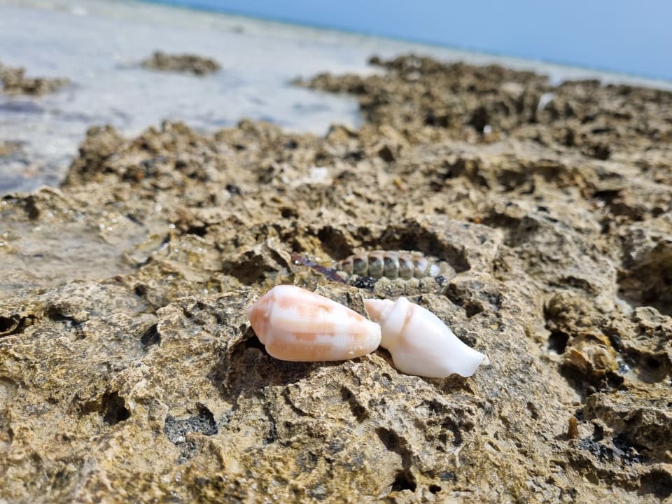 Strand Hotel Gorgonia Beach Resort