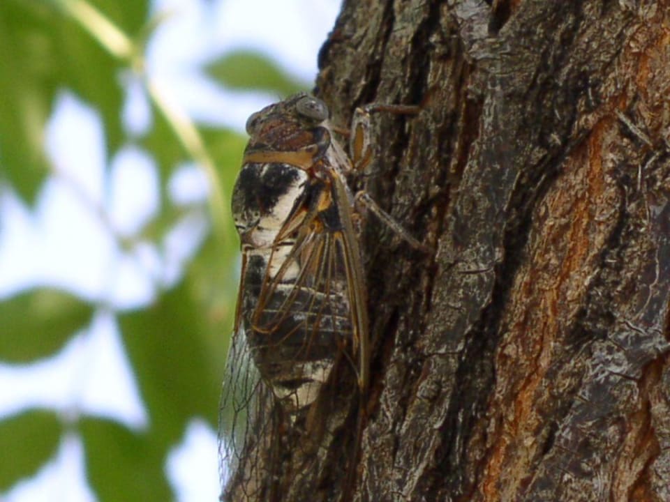 Insekt Limak Limra Hotel & Resort