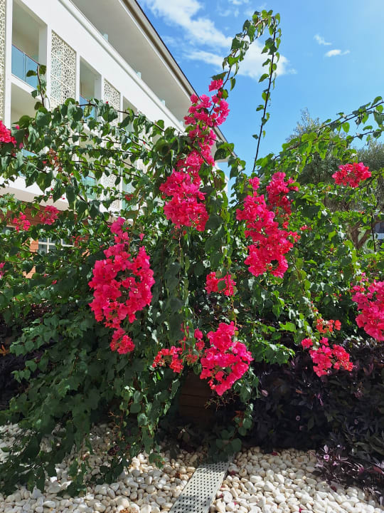 Gartenanlage Sentido Trendy Verbena Beach