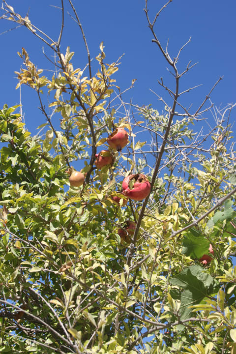 Drzewko granatu Hotel Golden Odyssey