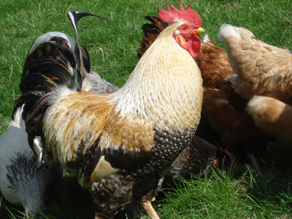 Außenansicht Lauras-Landhauspension