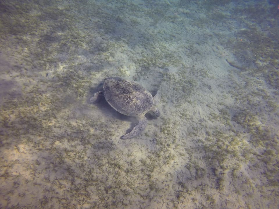 Strand Malikia Resort Abu Dabbab