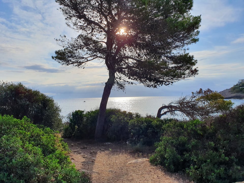 Ausblick Iberostar Waves Pinos Park