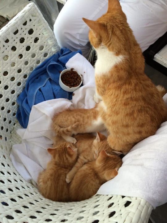 Wurden gut versorgt Seaden Sea World Resort & Spa