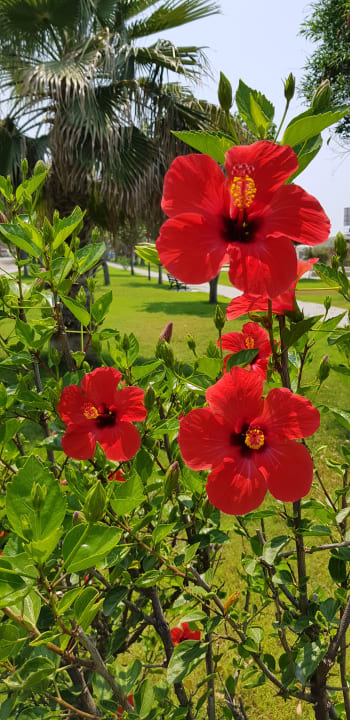 Garten Royal Taj Mahal Hotel