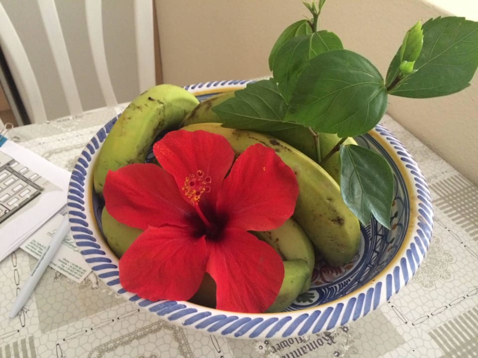 Aufmerksamkeit des Hotels La Palma Jardin