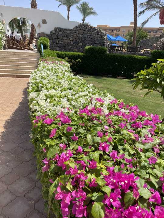 Gartenanlage Shams Safaga Resort