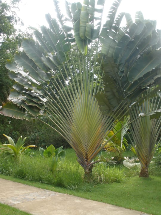 Palme Wyndham Alltra Samana