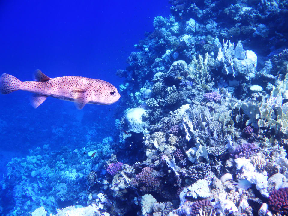 Strand Bliss Nada Beach Resort