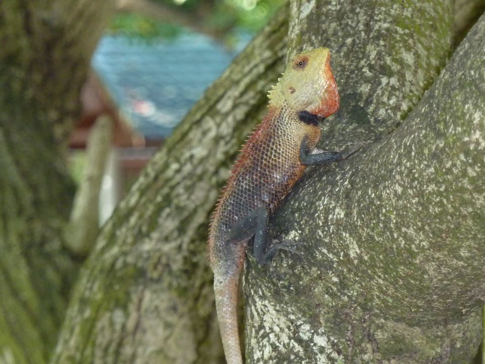 Echse  Meeru Maldives Resort Island