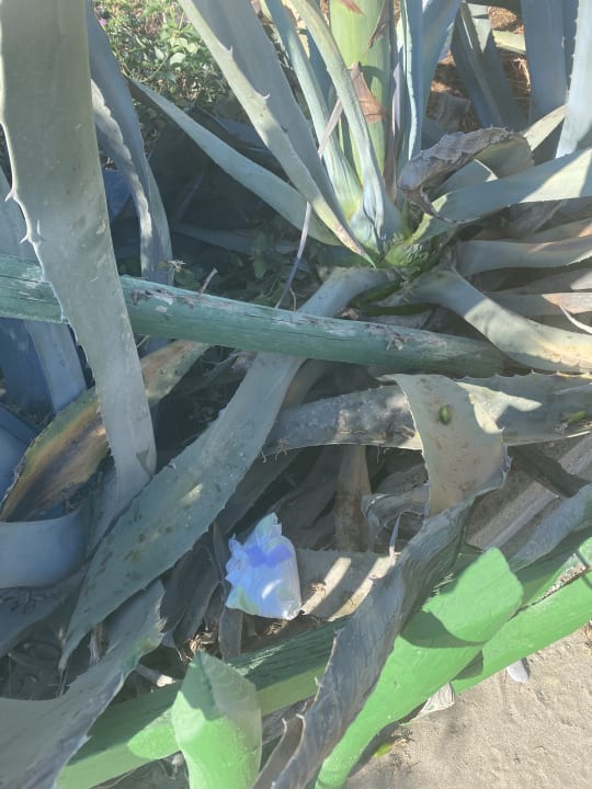 Gartenanlage Bella Beach Hotel