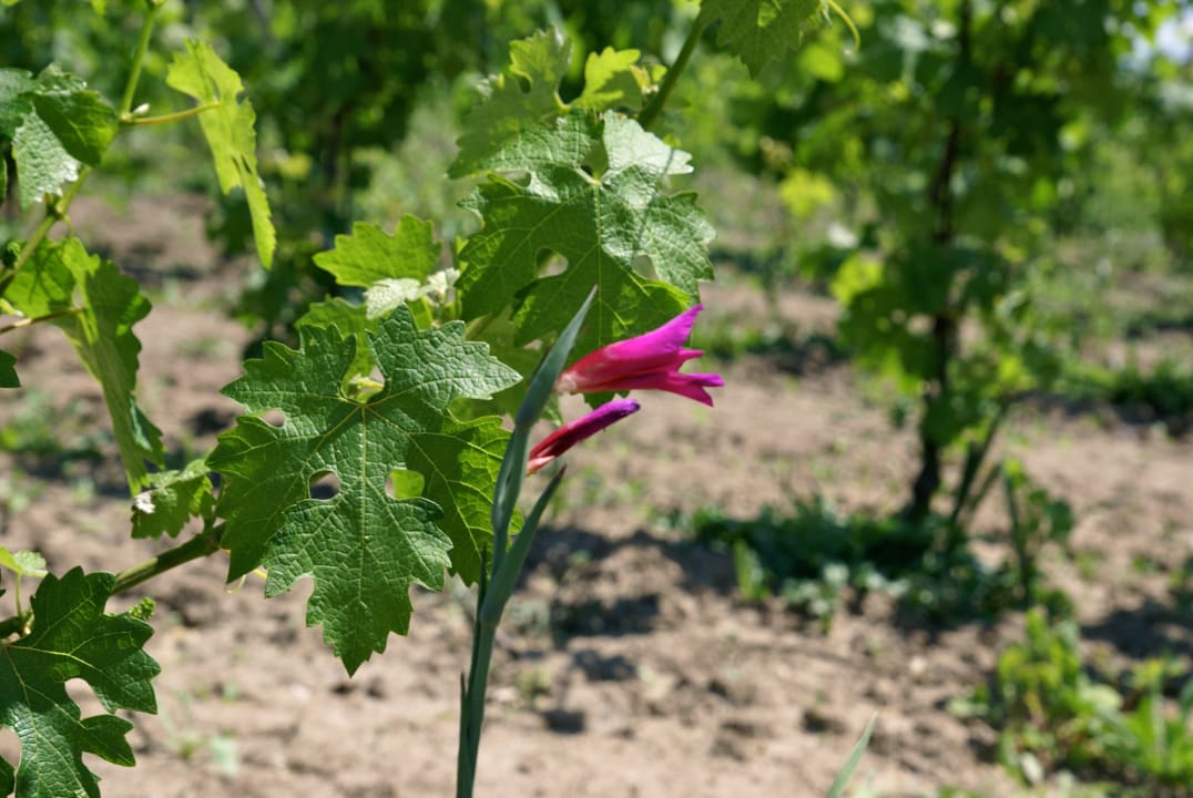 Orto La Pampa Relais La Pampa Relais