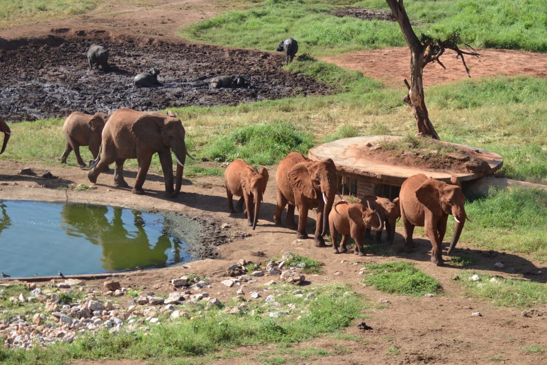 Und dann kamen noch Elefanten dazu Salt Lick Safari Lodge